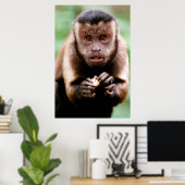 Sluiting van een kapucijnaapje met zwarte loper poster (Thuiskantoor)