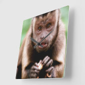 Sluiting van een kapucijnaapje met zwarte loper vierkante klok (Hoek)