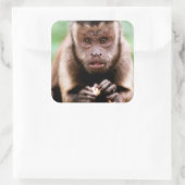 Sluiting van een kapucijnaapje met zwarte loper vierkante sticker (Tas)