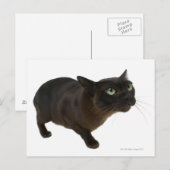 Sluiting van een kat 2 briefkaart (Voorkant / Achterkant)