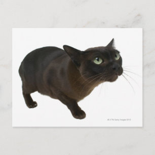 Sluiting van een kat 2 briefkaart