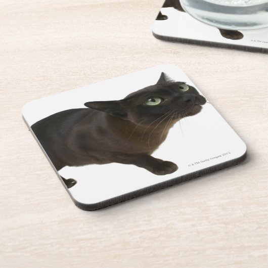 Sluiting van een kat 2 drankjes onderzetter (Linkerzijde)