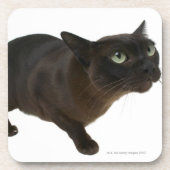 Sluiting van een kat 2 drankjes onderzetter (Voorkant)