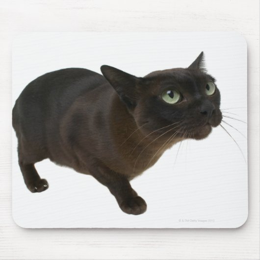 Sluiting van een kat 2 muismat (Voorkant)