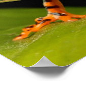 Sluiting van een kikker van een tijgerbeen-eenaapb poster (Hoek)