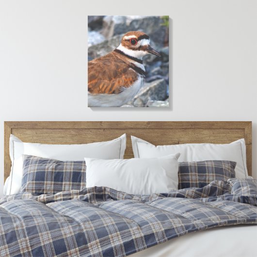 Sluiting van een Killhert Shorebird op de Rocks Canvas Afdruk (Insitu (Slaapkamer))
