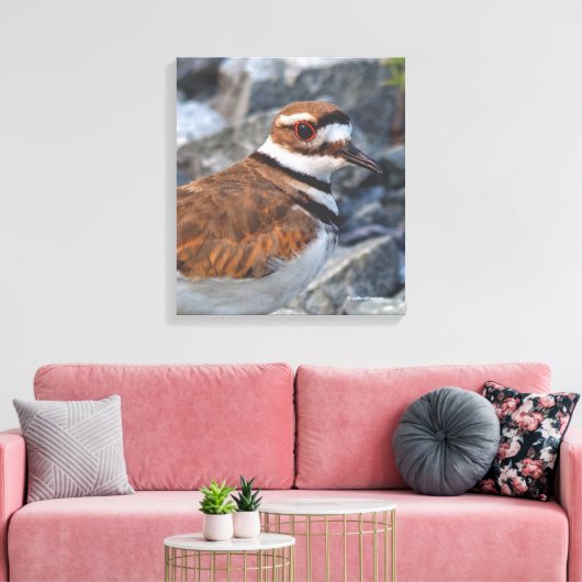 Sluiting van een Killhert Shorebird op de Rocks Canvas Afdruk (Insitu (Woonkamer))