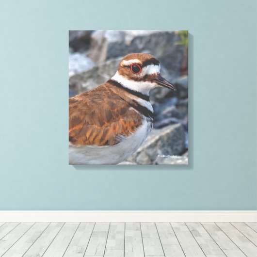 Sluiting van een Killhert Shorebird op de Rocks Canvas Afdruk (Insitu (Houten vloer))