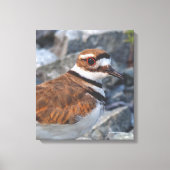 Sluiting van een Killhert Shorebird op de Rocks Canvas Afdruk (Voorkant)