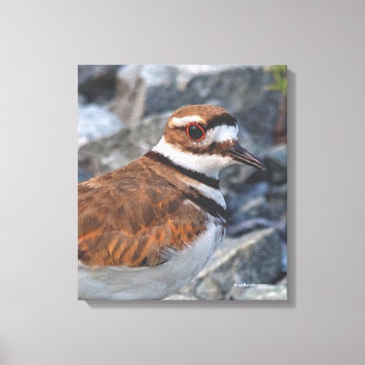 Sluiting van een Killhert Shorebird op de Rocks Canvas Afdruk (Voorkant)