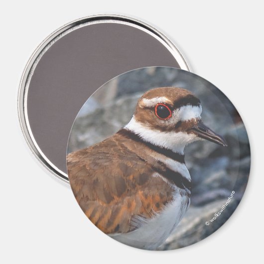 Sluiting van een Killhert Shorebird op de Rocks Magneet (Voorkant / Achterkant)