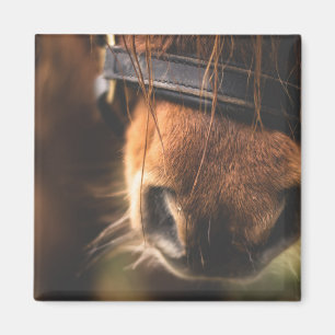 Sluiting van een klauwhouwe pens magneet