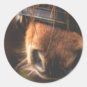 Sluiting van een klauwhouwe pens ronde sticker