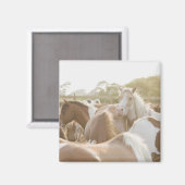 Sluiting van een kudde paarden magneet (Voorkant / Achterkant)