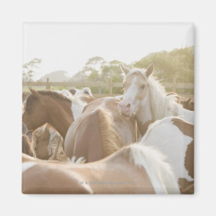 Sluiting van een kudde paarden magneet