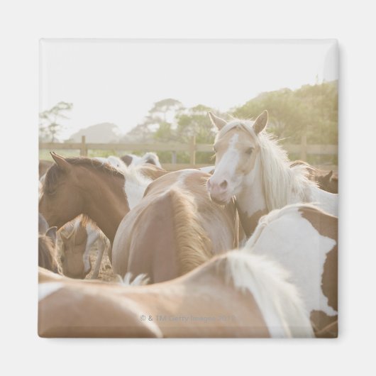 Sluiting van een kudde paarden magneet (Voorkant)