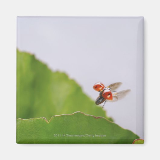 Sluiting van een ladybug boven een blad magneet (Voorkant)