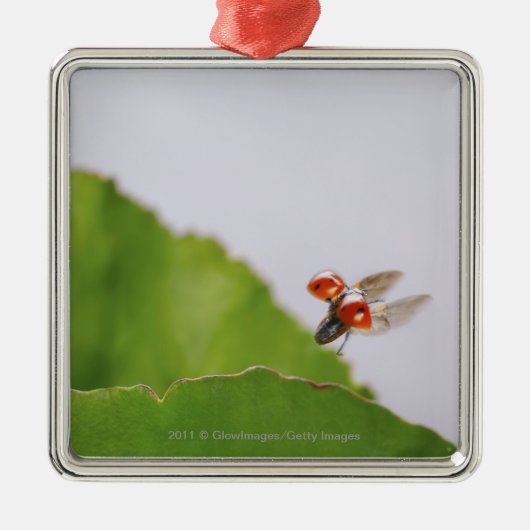Sluiting van een ladybug boven een blad metalen ornament (Voorkant)