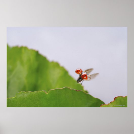 Sluiting van een ladybug boven een blad poster (Voorkant)