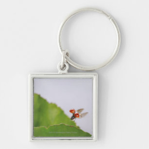 Sluiting van een ladybug boven een blad sleutelhanger