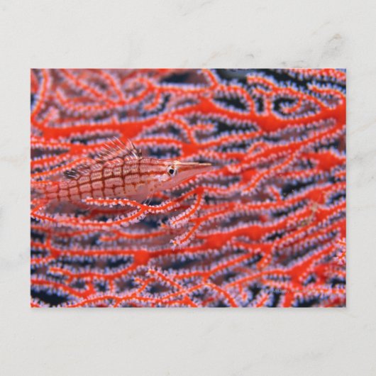Sluiting van een langneusschelvis, Okinawa Briefkaart (Voorkant)