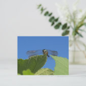 Sluiting van een libellen tegen een heldere blauwe briefkaart (Staand voorkant)