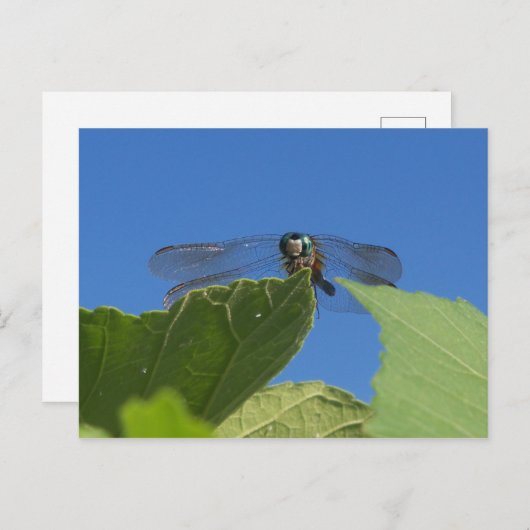Sluiting van een libellen tegen een heldere blauwe briefkaart (Voorkant / Achterkant)
