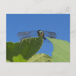 Sluiting van een libellen tegen een heldere blauwe briefkaart