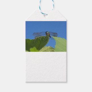 Sluiting van een libellen tegen een heldere blauwe cadeaulabel