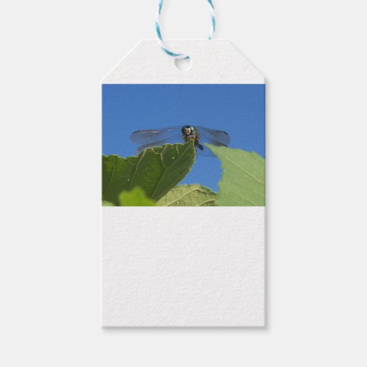 Sluiting van een libellen tegen een heldere blauwe cadeaulabel (Voorkant)