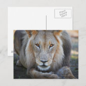 sluiting van een mannetje, Panthera leo, Briefkaart (Voorkant / Achterkant)