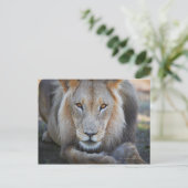 sluiting van een mannetje, Panthera leo, Briefkaart (Staand voorkant)