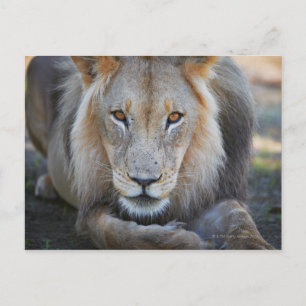 sluiting van een mannetje, Panthera leo, Briefkaart