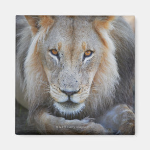 sluiting van een mannetje, Panthera leo, Magneet