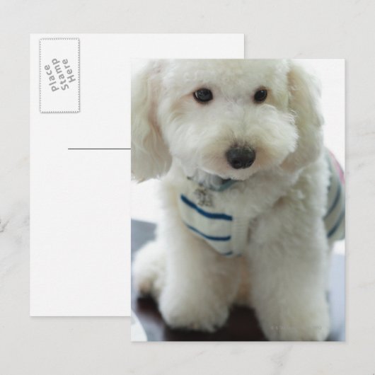 Sluiting van een minipoedel briefkaart (Voorkant / Achterkant)