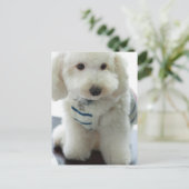 Sluiting van een minipoedel briefkaart (Staand voorkant)