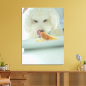 Sluiting van een minipoedel die voedsel eet canvas afdruk (Insitu (Woonkamer))