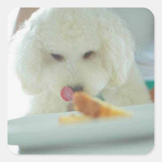 Sluiting van een minipoedel die voedsel eet vierkante sticker (Voorkant)