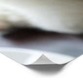 Sluiting van een minipoedel poster (Hoek)