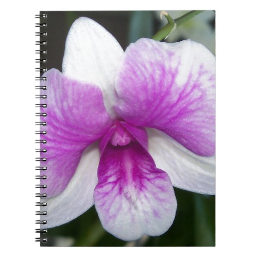 sluiting van een mooie paarse en witte orchidee notitieboek (Voorkant)