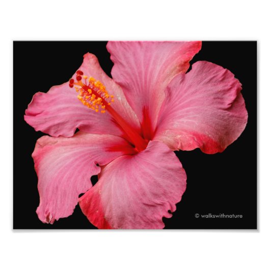 Sluiting van een mooie roze hibiscus foto afdruk (Voorkant)
