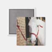 Sluiting van een paard 2 magneet (Voorkant / Achterkant)