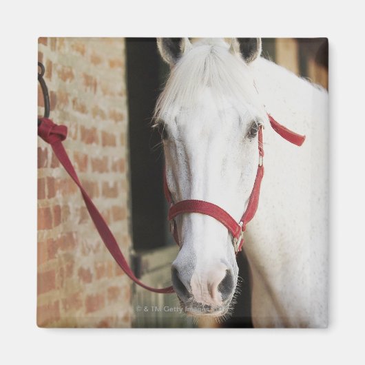 Sluiting van een paard 2 magneet (Voorkant)