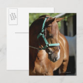 Sluiting van een paard 4 briefkaart (Voorkant / Achterkant)