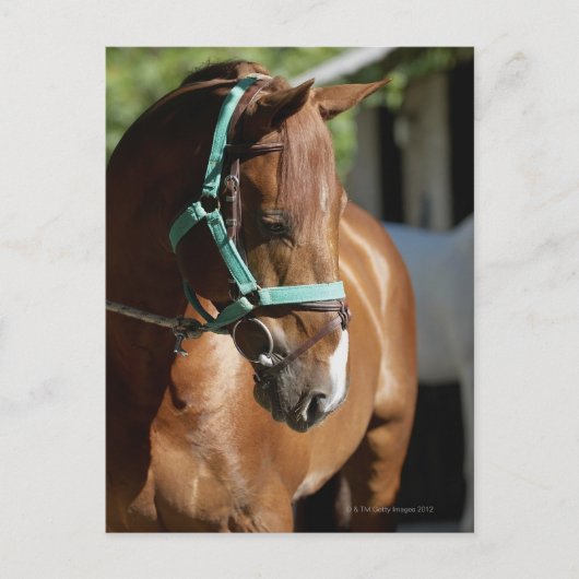 Sluiting van een paard 4 briefkaart (Voorkant)