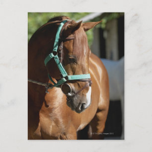 Sluiting van een paard 4 briefkaart