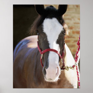 Sluiting van een paard dat vastzit in een stal poster