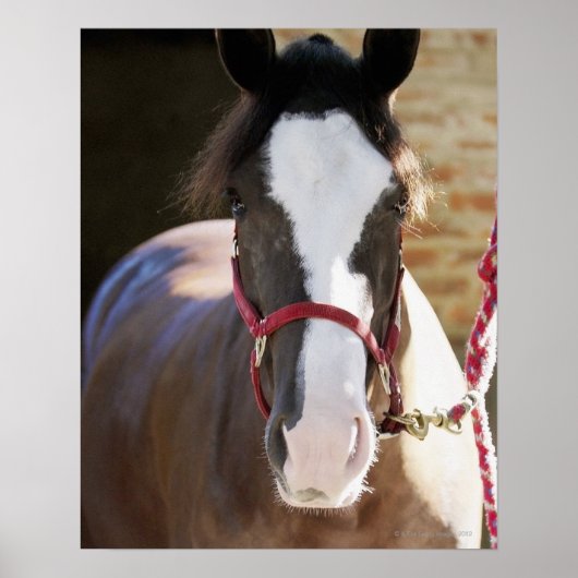 Sluiting van een paard dat vastzit in een stal poster (Voorkant)