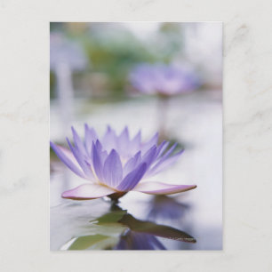 Sluiting van een Paarse waterLily die op drijft Briefkaart