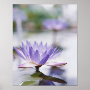 Sluiting van een Paarse waterLily die op drijft Poster